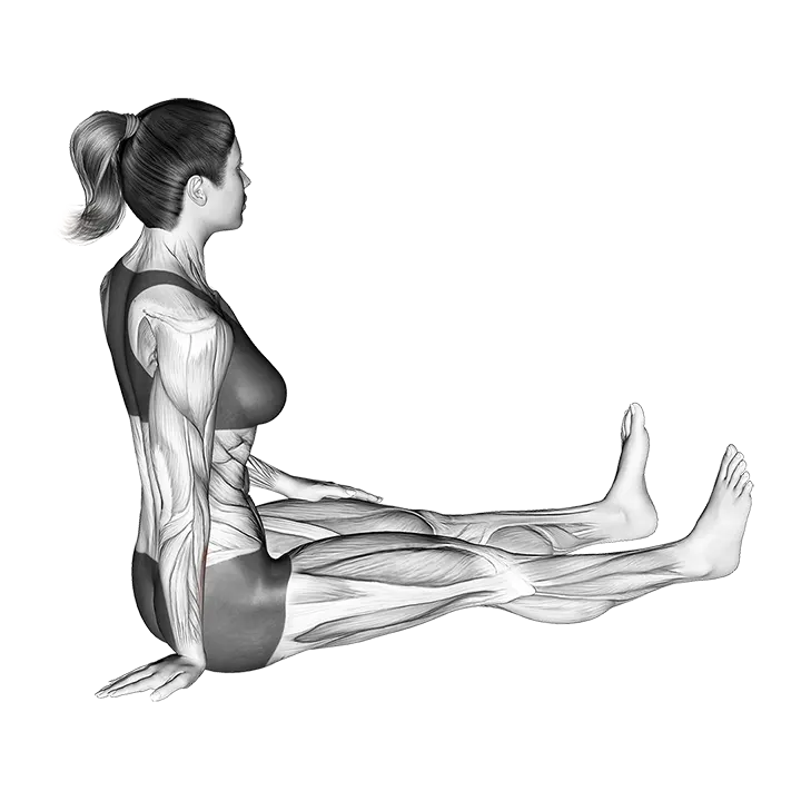 Seated Wrist Ulnar Deviator And Flexor Stretch exercise animation (Female)