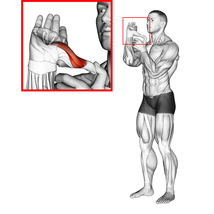Thumb Stretch exercise animation (Male)