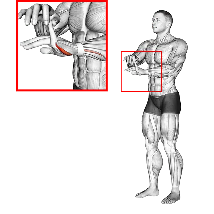 Finger Extension Stretch exercise animation (Male)