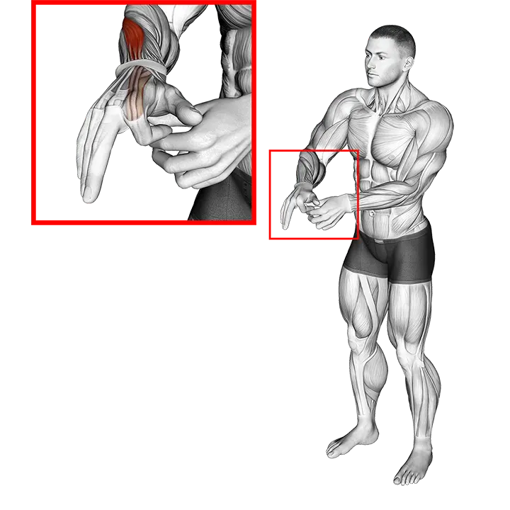 Flexion Finger Stretch exercise animation (Male)