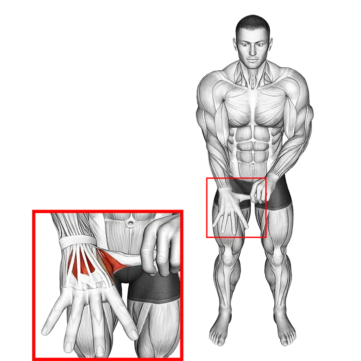 Separation Finger Stretch exercise animation (Male)