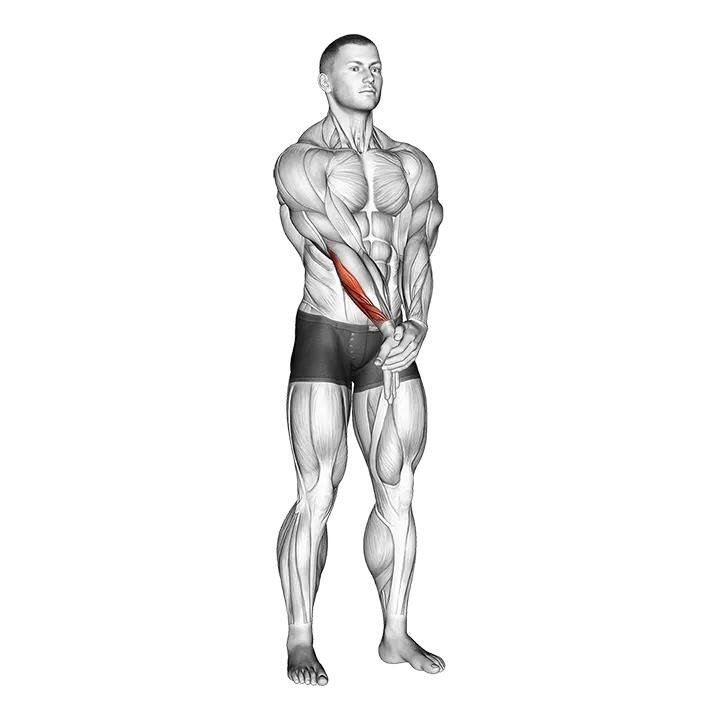 Adduction Hand With Elbow Extended Stretch exercise animation (Male)