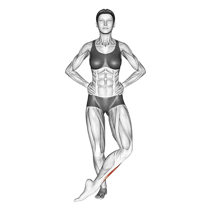 Front Cross Over Shin Stretch exercise animation (Female)