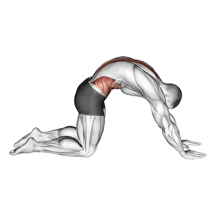 Cat Stretch (Version 2) exercise animation (Male)