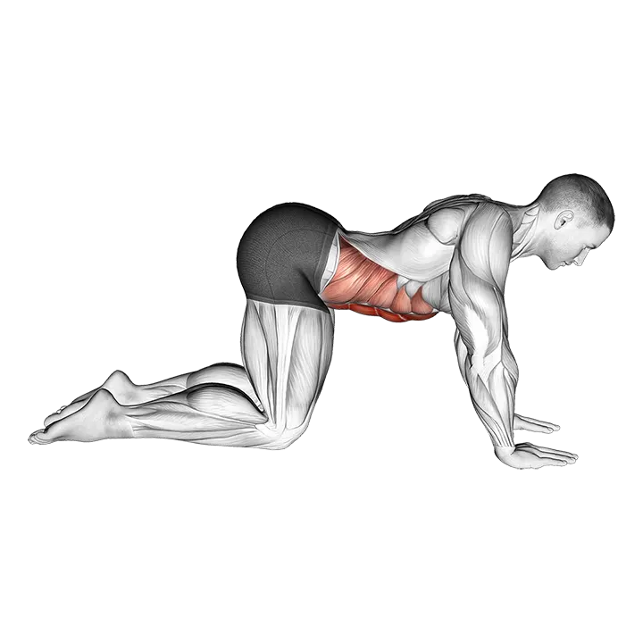 Cow Stretch exercise animation (Male)