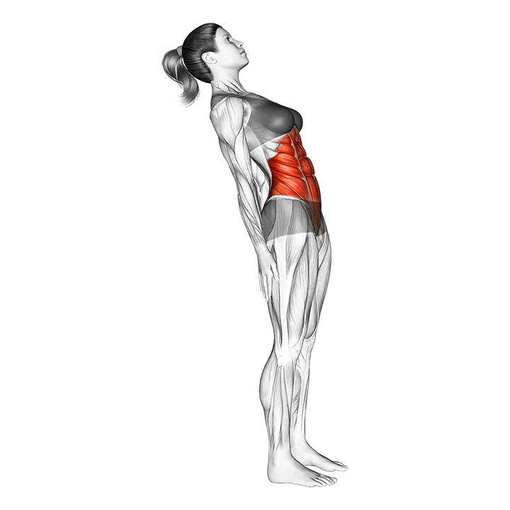Standing Lean Back Stomach Stretch exercise animation (Female)