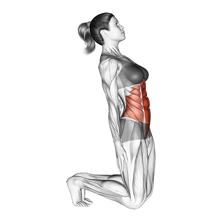 Kneeling Abdominal Stretch exercise animation (Female)