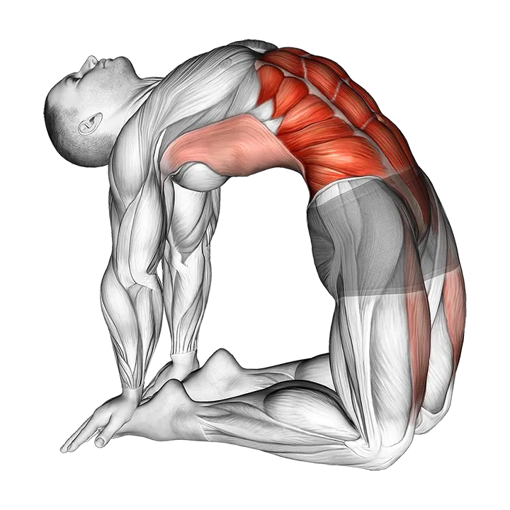 Hip Extension On Knees exercise animation (Male)