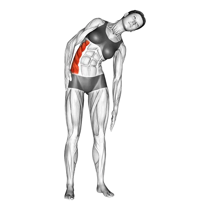 Standing Lateral Side Stretch exercise animation (Female)