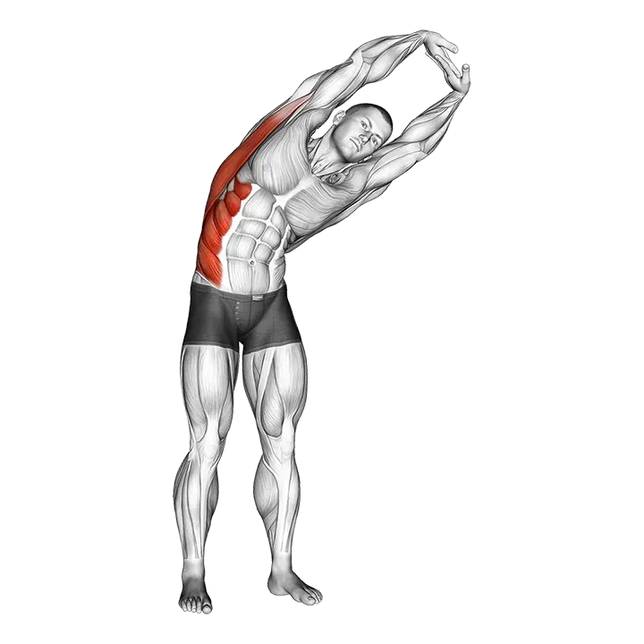 Standing Side Stretch exercise animation (Male)