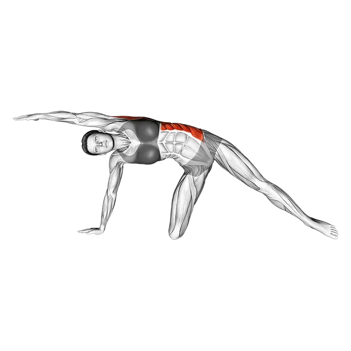 Lateral Bend On Floor By Kneeing exercise animation (Female)