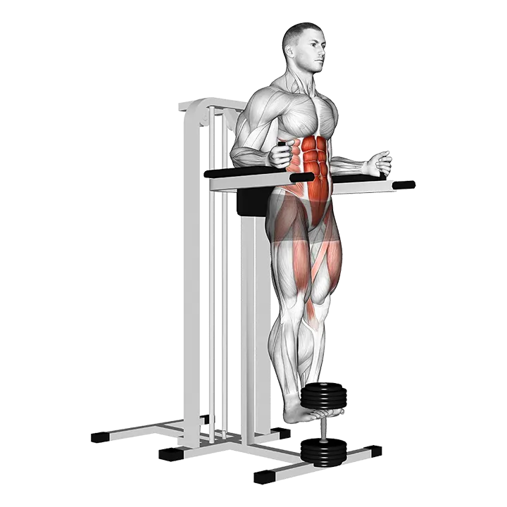 Weighted Captains Chair Leg Raise exercise animation (Männlich)