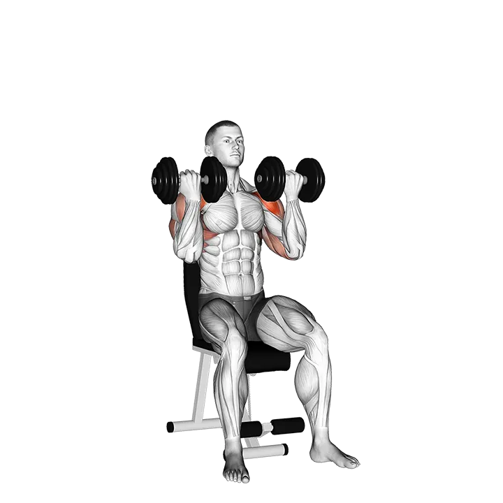 Dumbbell Arnold Press exercise animation (Male)