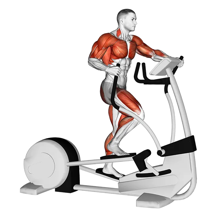 Walk Elliptical Cross Trainer exercise animation (Male)