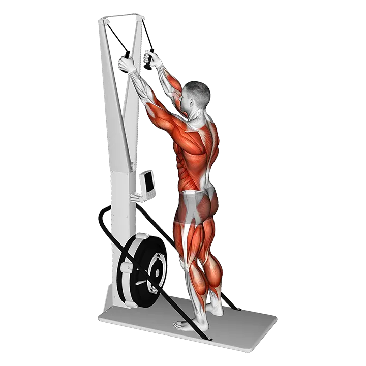 Ski Ergometer exercise animation (Male)