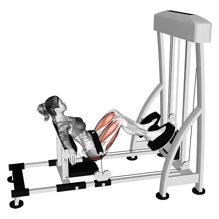 Lever Hip Thrust exercise animation (Female)