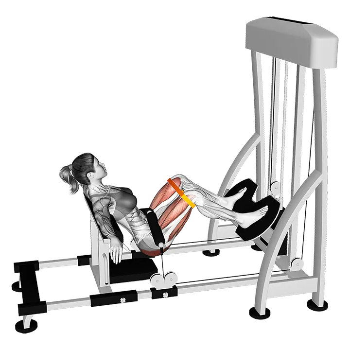 Lever Hip Thrust With Resistance Band exercise animation (Female)