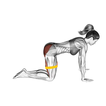 Resistance Band Bent Leg Kickback (Kneeling)