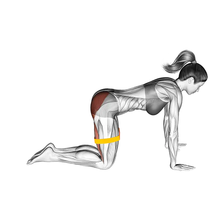 Resistance Band Bent Leg Kickback (Kneeling) exercise animation (Weiblich)