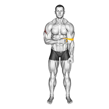 Resistance Band External Rotation