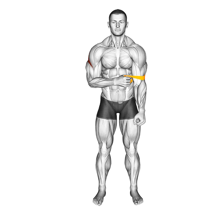 Resistance Band External Rotation exercise animation (Male)