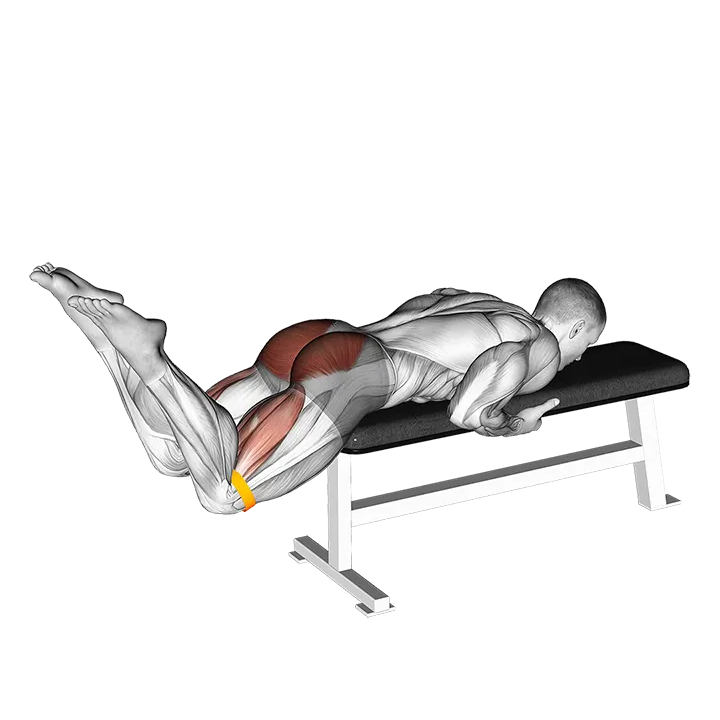 Resistance Band Reverse Hyperextension exercise animation (Male)