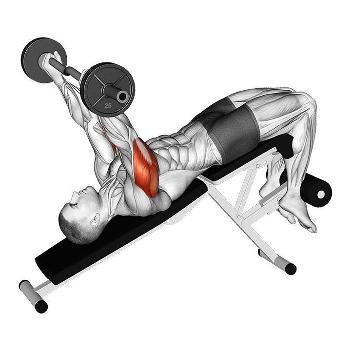 EZ Barbell Decline Triceps Extension exercise animation (Male)