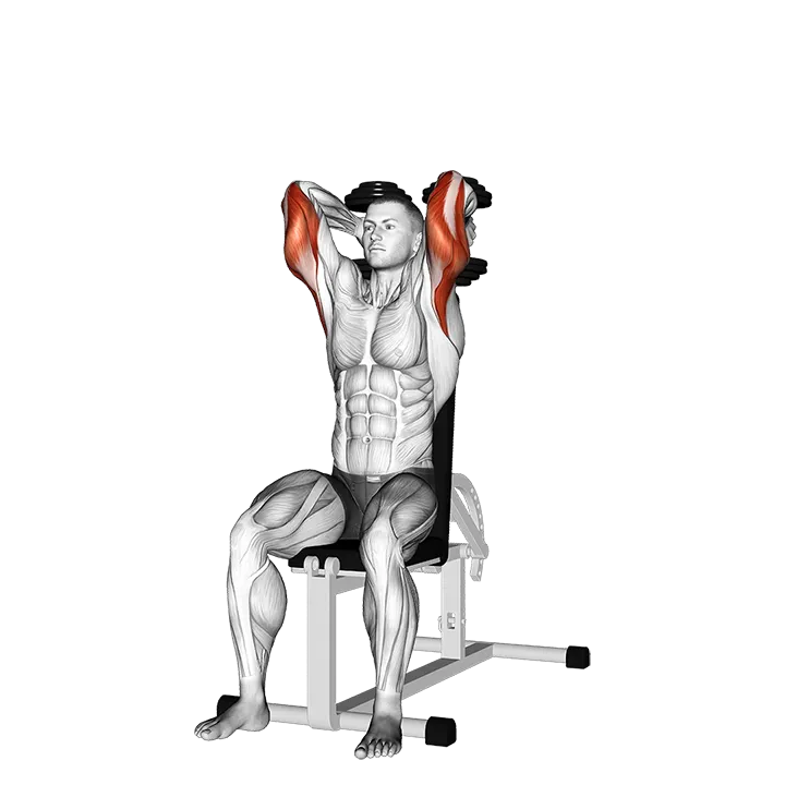 Dumbbells Seated Triceps Extension exercise animation (Male)