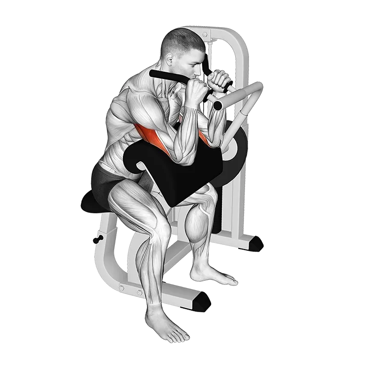 Lever Triceps Extension (Version 2) exercise animation (Male)