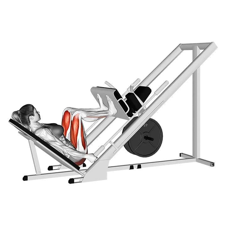 Sled 45 degrees Leg Press exercise animation (Weiblich)
