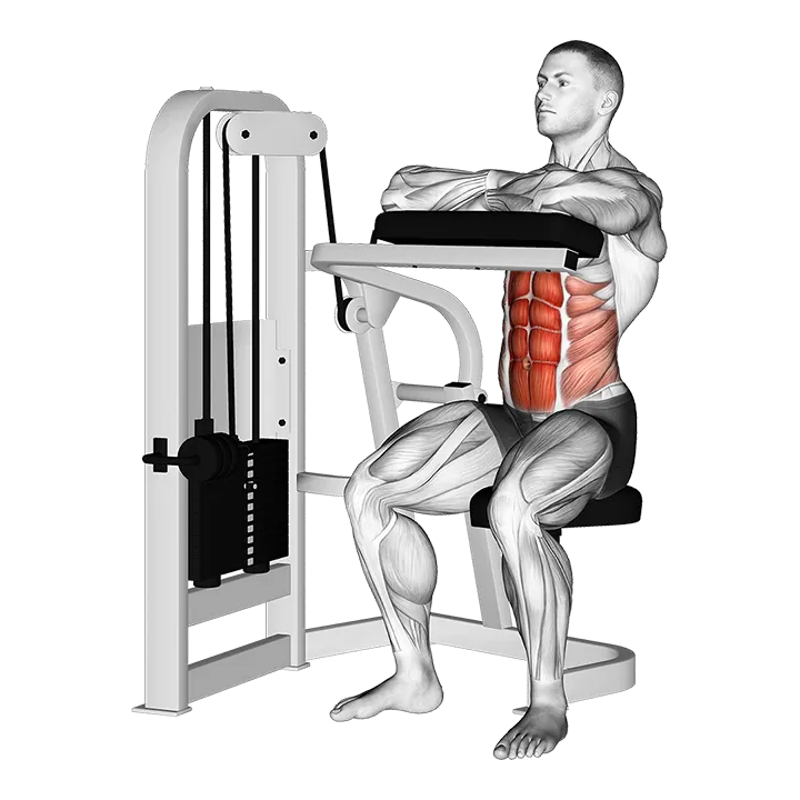 Lever Seated Crunch (hands pad) exercise animation (Male)