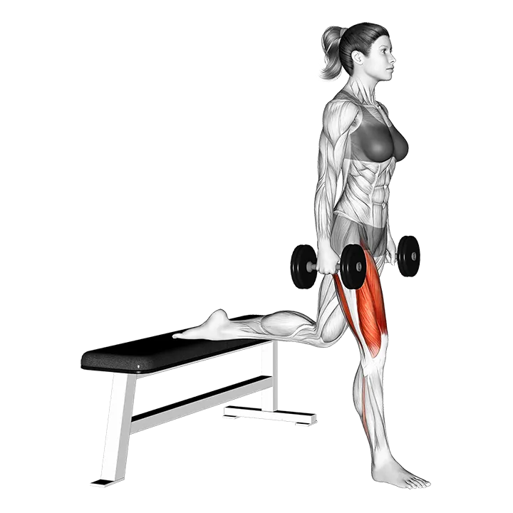 Dumbbell Bulgarian Split Squat exercise animation (Female)
