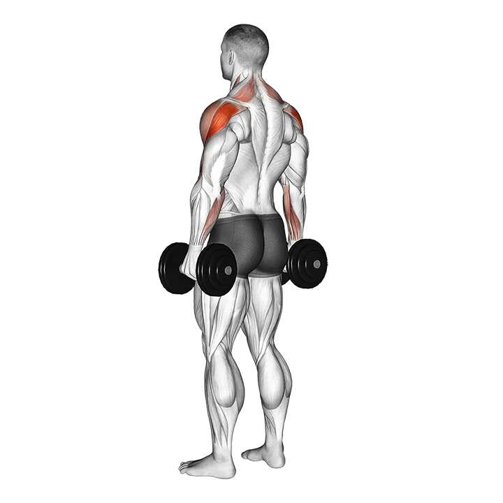 Dumbbell Rear Delt Raise exercise animation (Male)