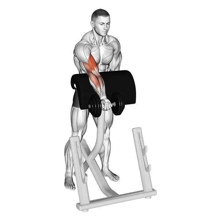 Dumbbell Standing Zottman Preacher Curl exercise animation (Male)