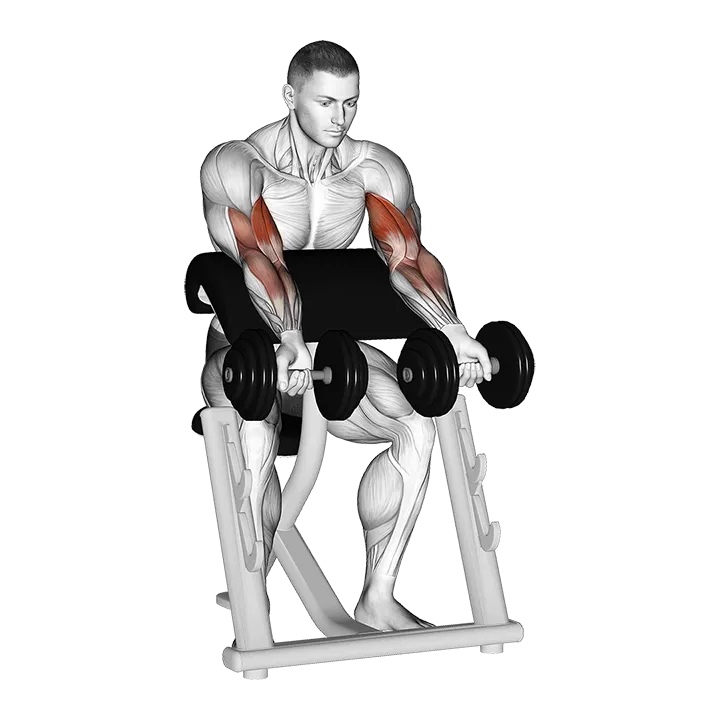 Dumbbell Zottman Preacher Curl exercise animation (Male)