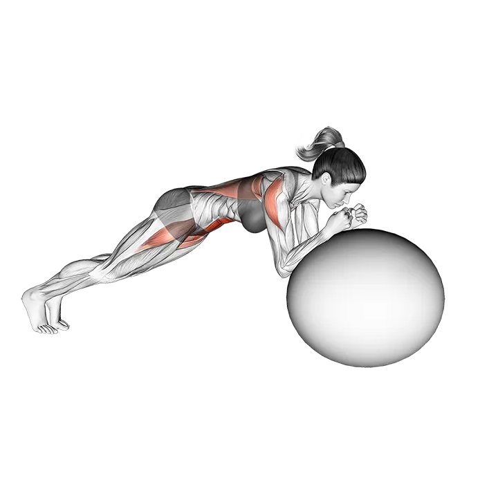 Stability Ball Rollout exercise animation (Female)