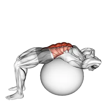 Stability Ball Crunch (Full range hands behind head)