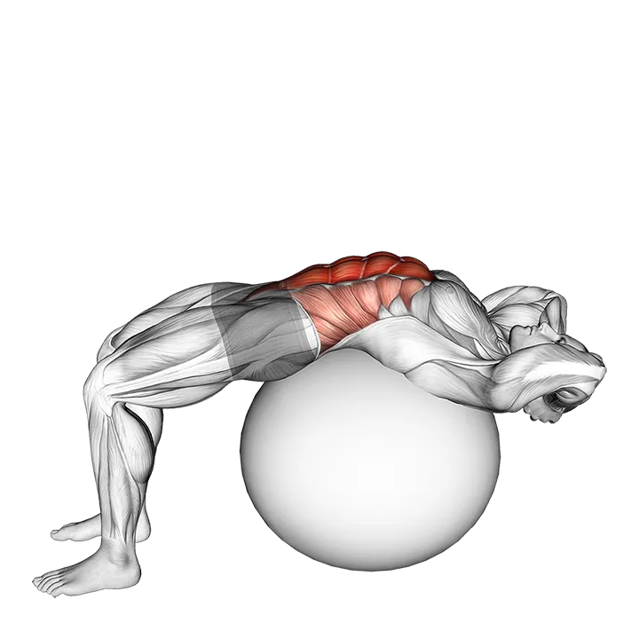 Stability Ball Crunch (Full range hands behind head) exercise animation (Male)