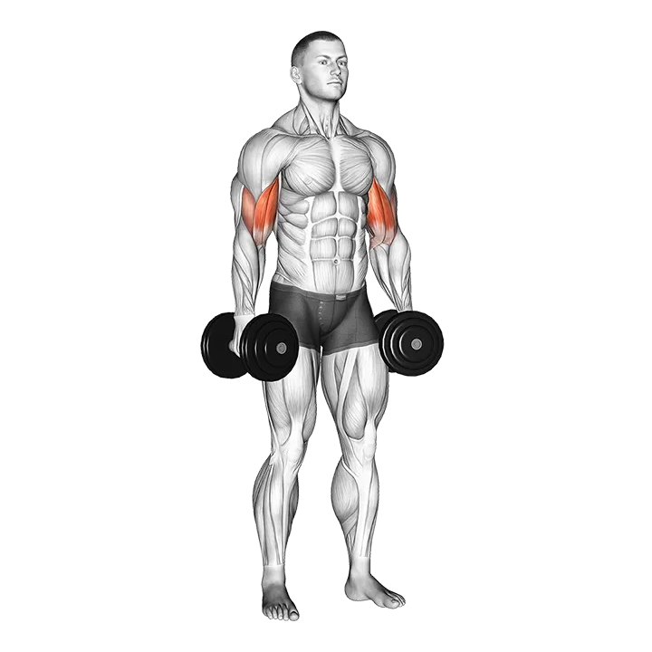 Dumbbell Standing Inner Biceps Curl (version 2) exercise animation (Male)
