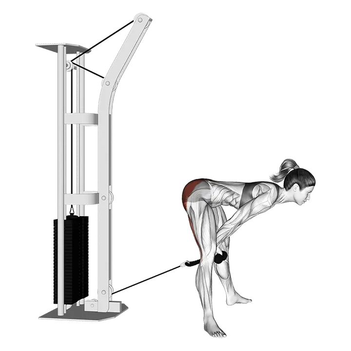 Cable Straight Legs Pull Through (with rope) exercise animation (Female)