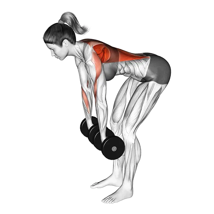 Dumbbell Pronated Grip Row exercise animation (Female)