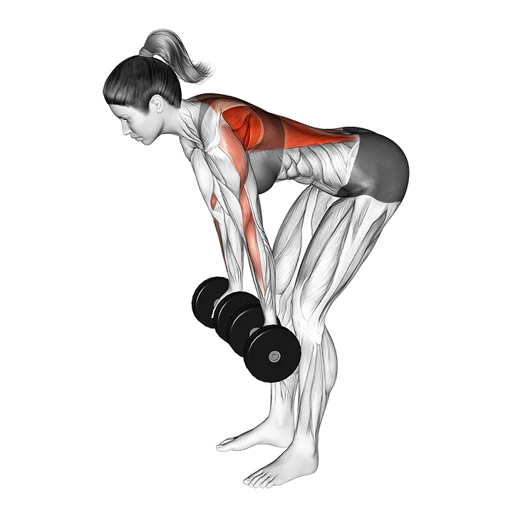 Dumbbell Reverse Grip Row exercise animation (Female)