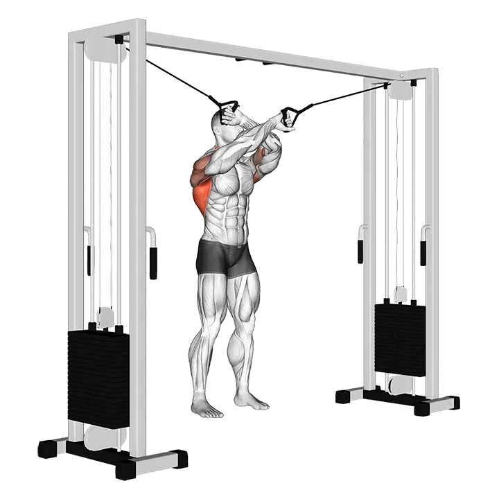 Cable Lat Pulldown Full Range Of Motion exercise animation (Männlich)