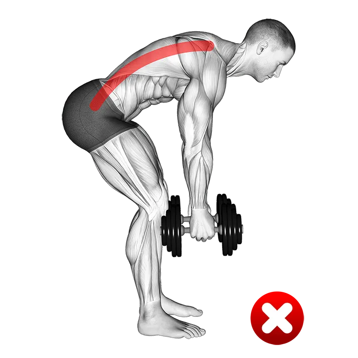 Bent-over Row - Back (WRONG-RIGHT) exercise animation (Male)