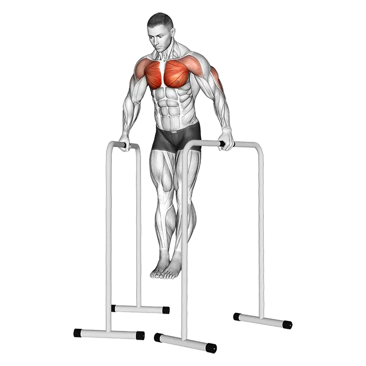 Wide-Grip Chest Dip on High Parallel Bars exercise animation (Male)