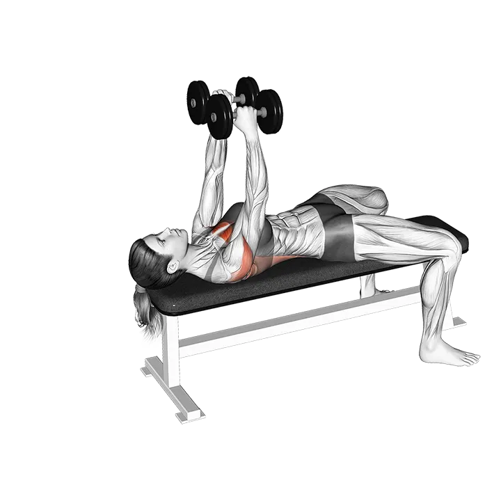 Dumbbells Straight Arm Pullover (VERSION 2) exercise animation (Female)