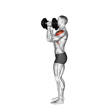 Dumbbell Scott Press