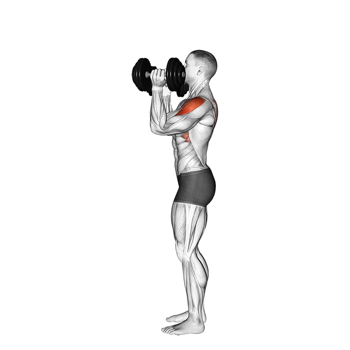 Dumbbell Scott Press exercise animation (Hombre)