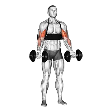 Dumbbell Biceps Curl (with arm blaster)