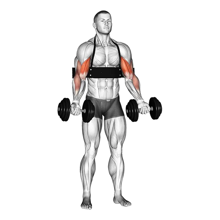Dumbbell Biceps Curl (with arm blaster) exercise animation (Male)